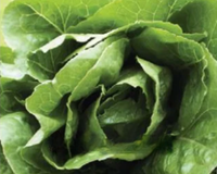 Parris Island Lettuce Seeds