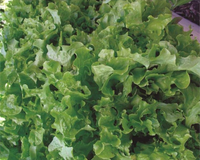 Green Salad Bowl Lettuce Seeds