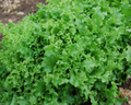 Tango Lettuce Seeds