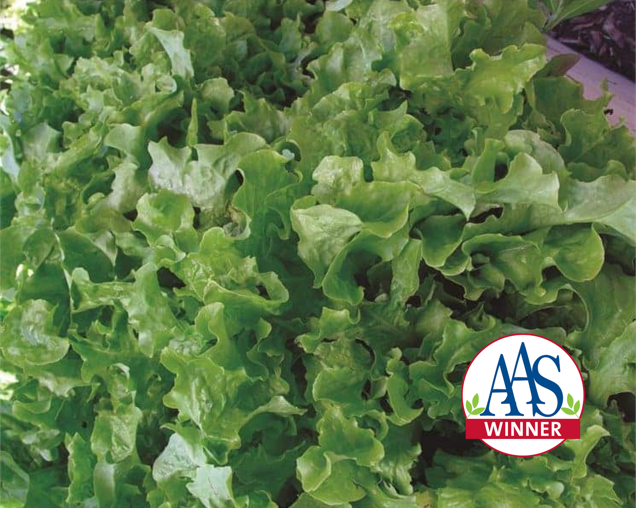 Green Salad Bowl Lettuce Seeds