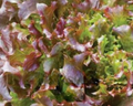 Red Salad Bowl Lettuce Seeds