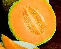 Hale's Best Jumbo Cantaloupe Seeds