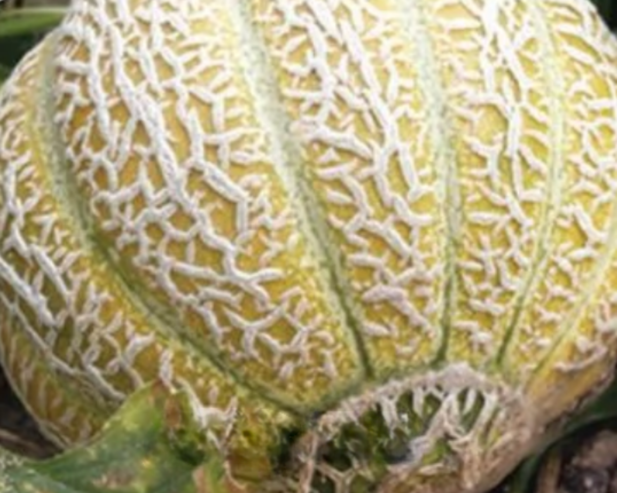 Jenny Lind Cantaloupe Seeds
