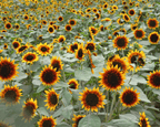 Ring of Fire Sunflower Seeds