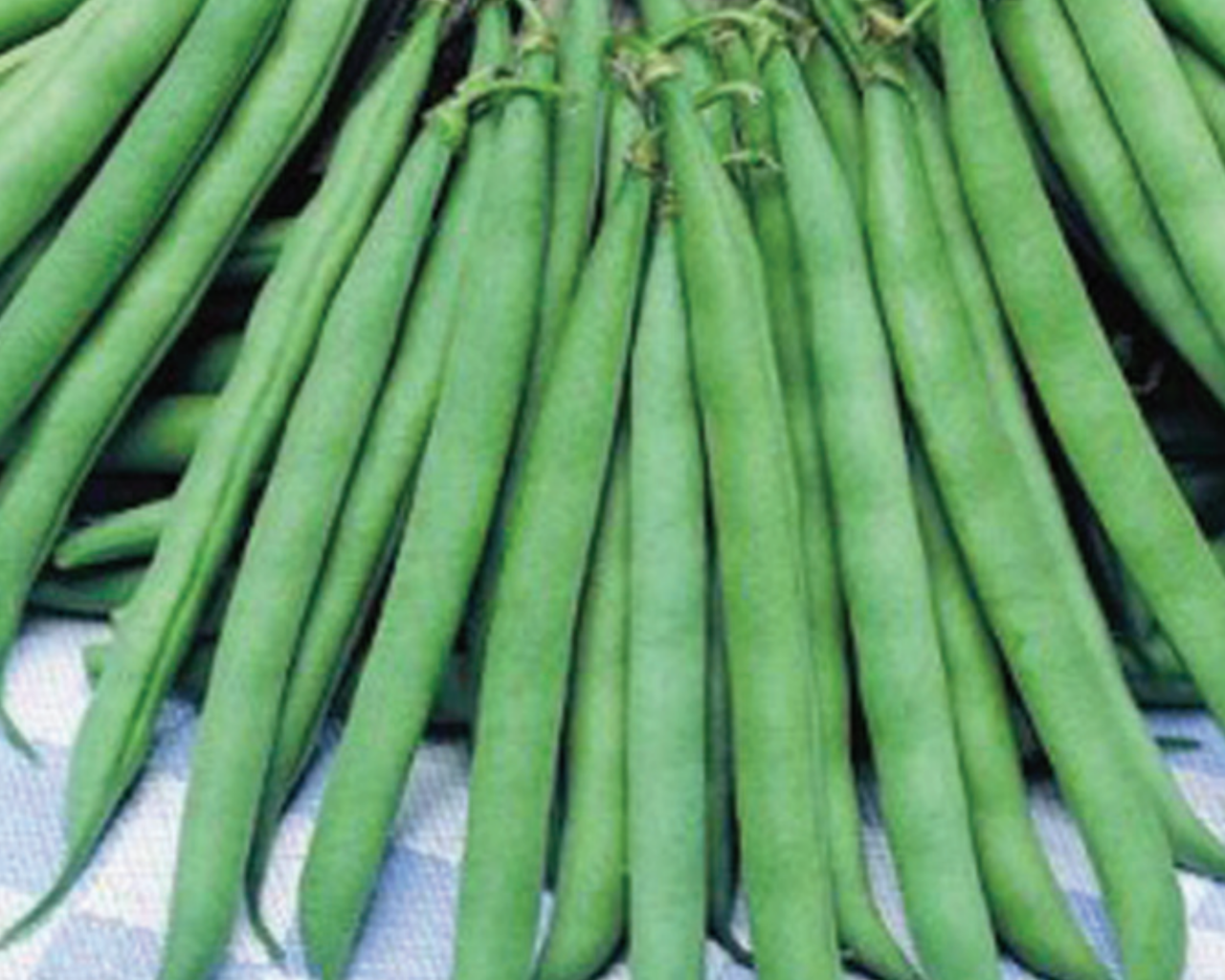 Contender Bean Seeds