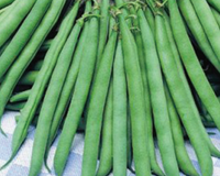 Contender Bean Seeds