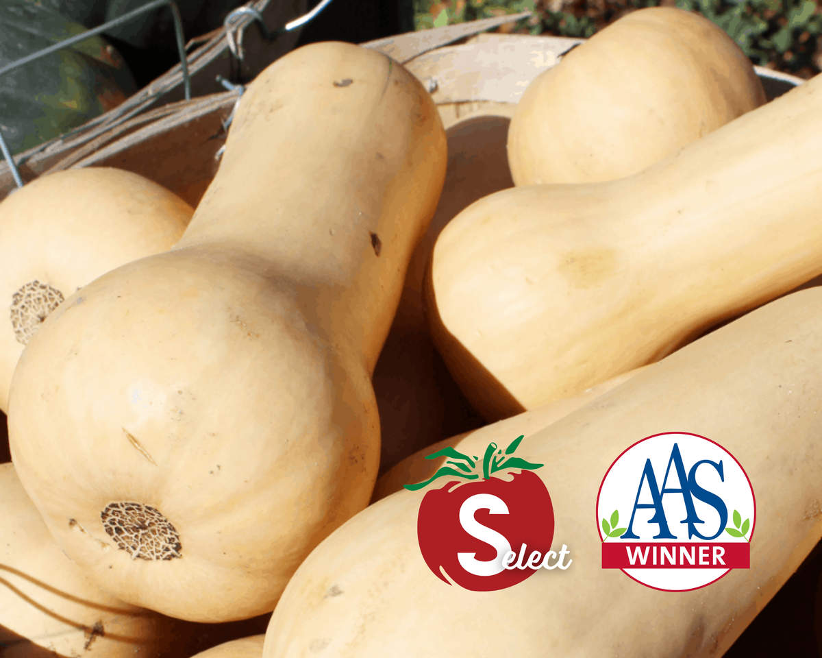 Waltham Butternut Winter Squash Seeds