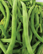 Kentucky Wonder Bean Seeds