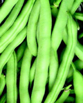 Tenderette Bean Seeds