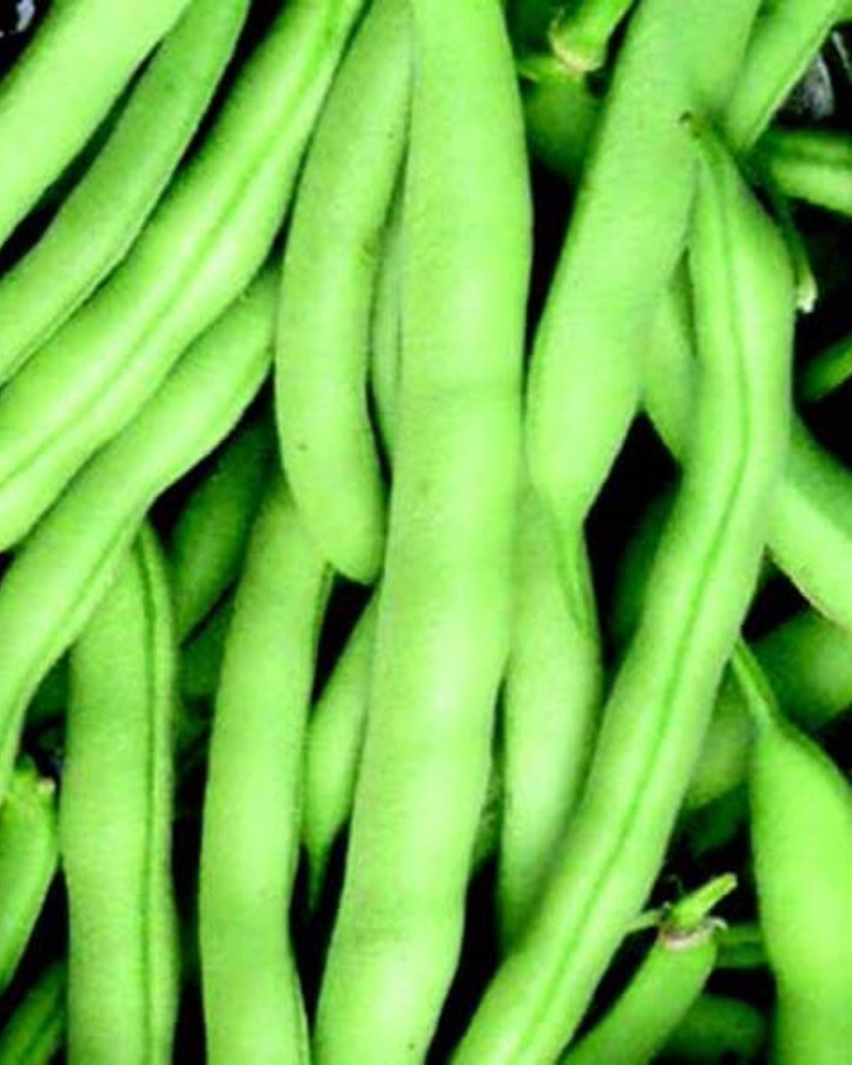 Tenderette Bean Seeds