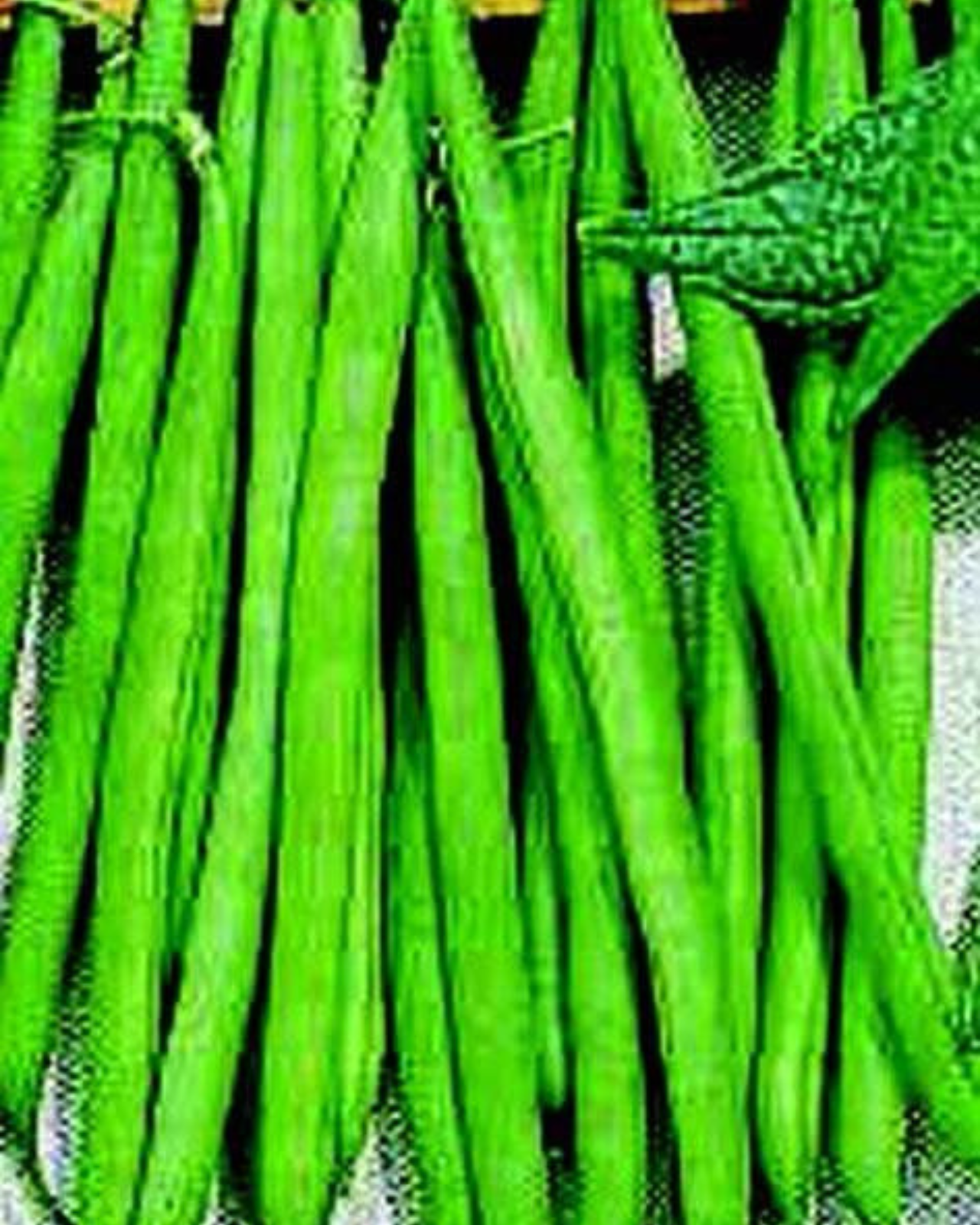 Improved Tendergreen Bean