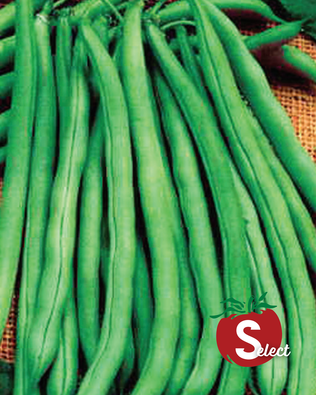 Blue Lake 274 Bean Seeds