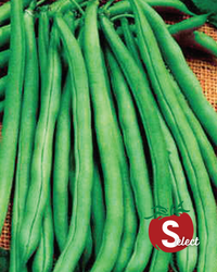 Blue Lake 274 Bean Seeds