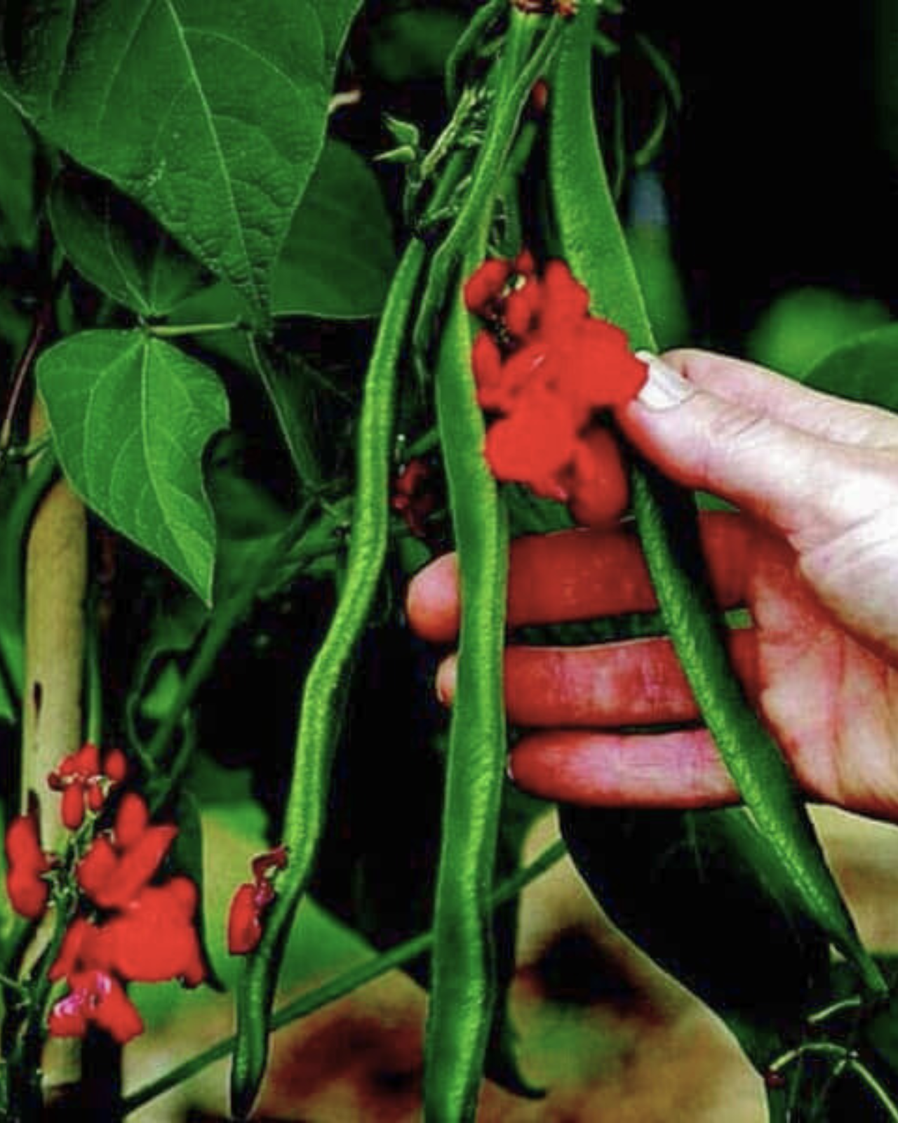 Scarlet Runner Bean