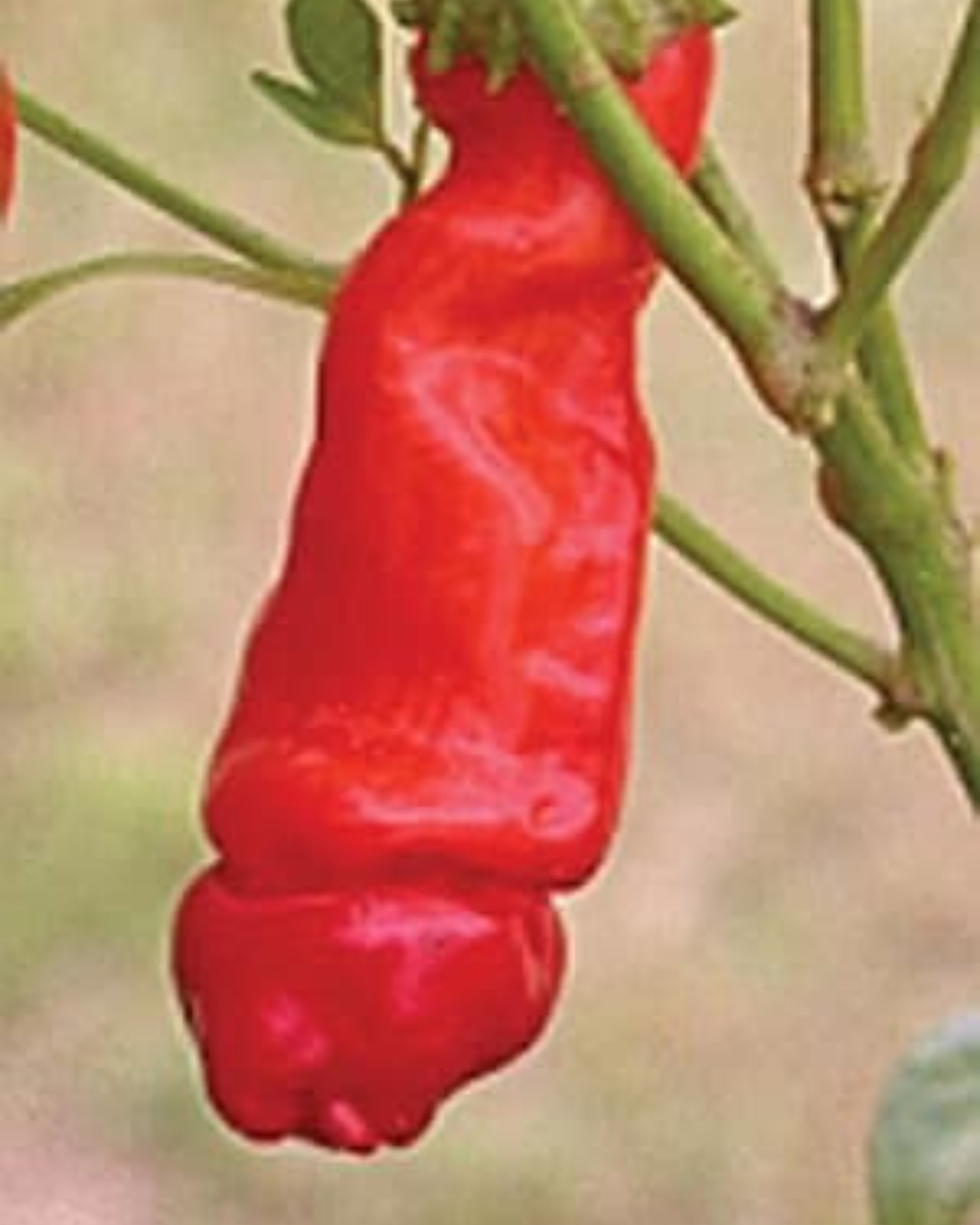Red Peter Hot Pepper Seeds