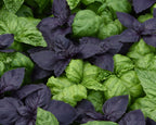 SimplyHerbs Try Basil Basil Seeds