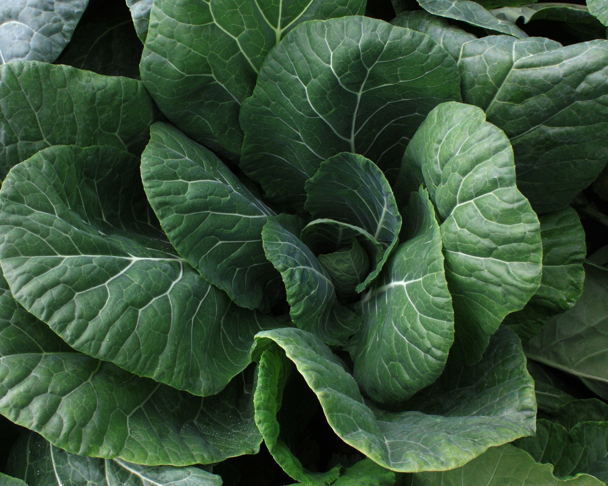 Vates Collard Seeds