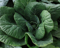 Vates Collard Seeds
