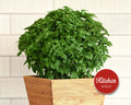 Bonsai Basil Seeds