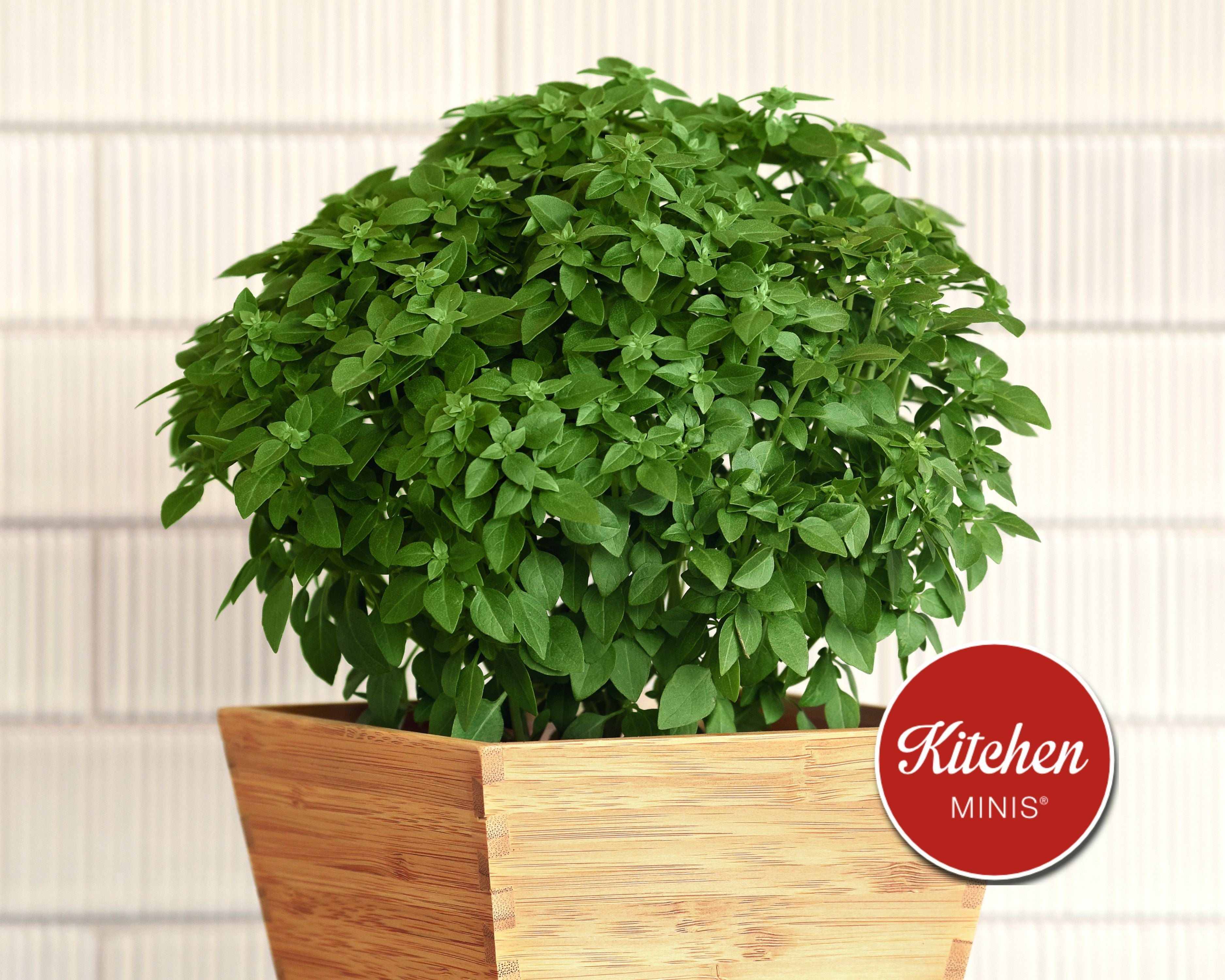 Bonsai Basil Seeds