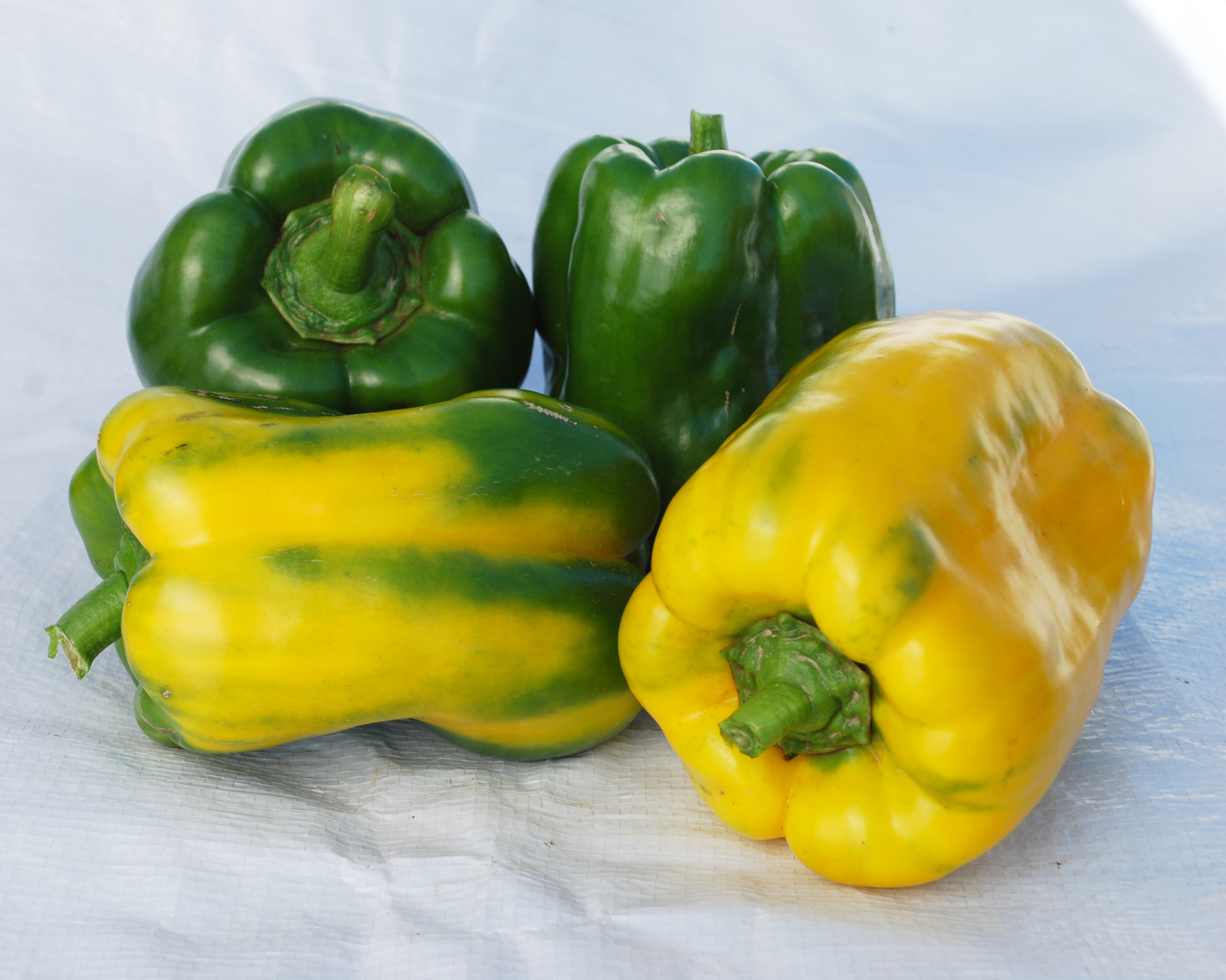 Yellow Monster Pepper Seeds