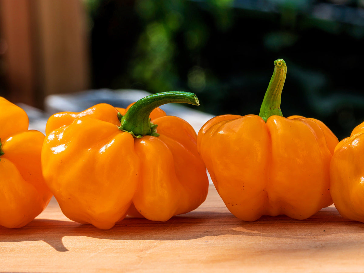 40 Orange SCOTCH BONNET PEPPER very hot Jamaican Capsicum Annuum Vegetable Seeds