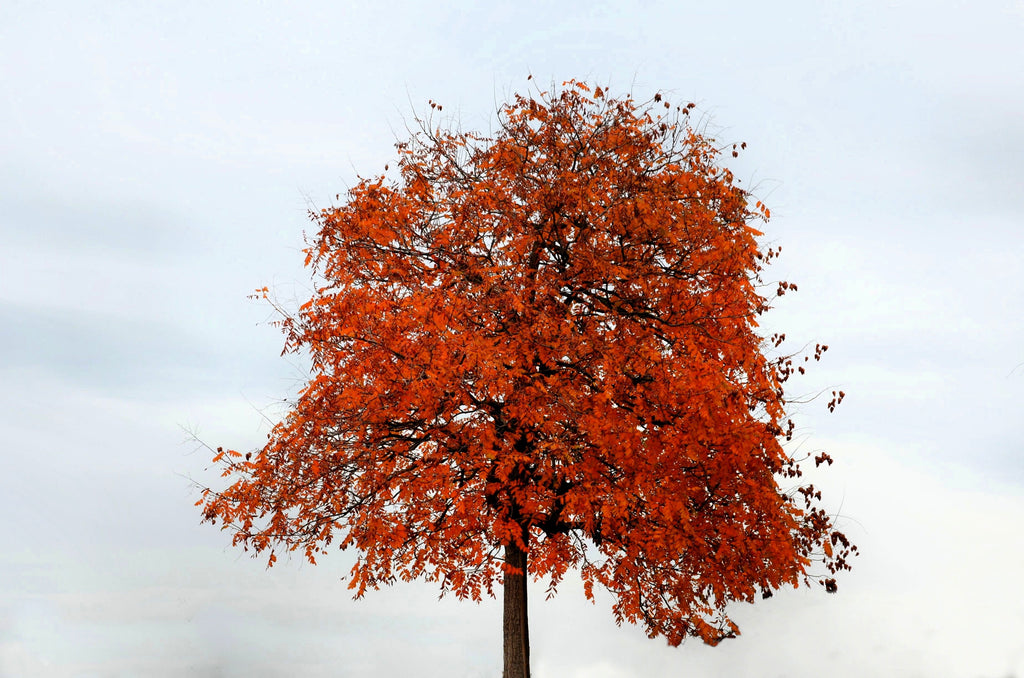 10 CHINESE FLAME TREE Koelreuteria Bipinnata Lantern Rain Yellow Pink Flower Seeds