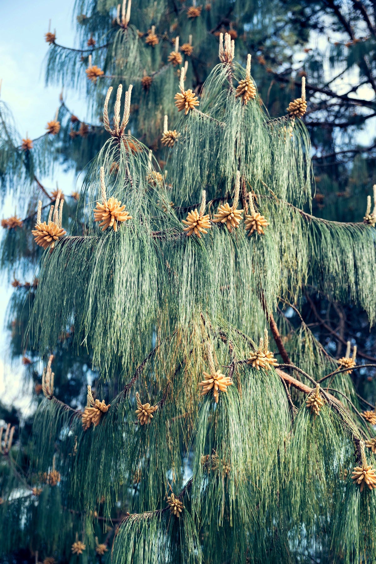 30 Mexican WEEPING PINE TREE Evergreen Pinus Patula Seeds