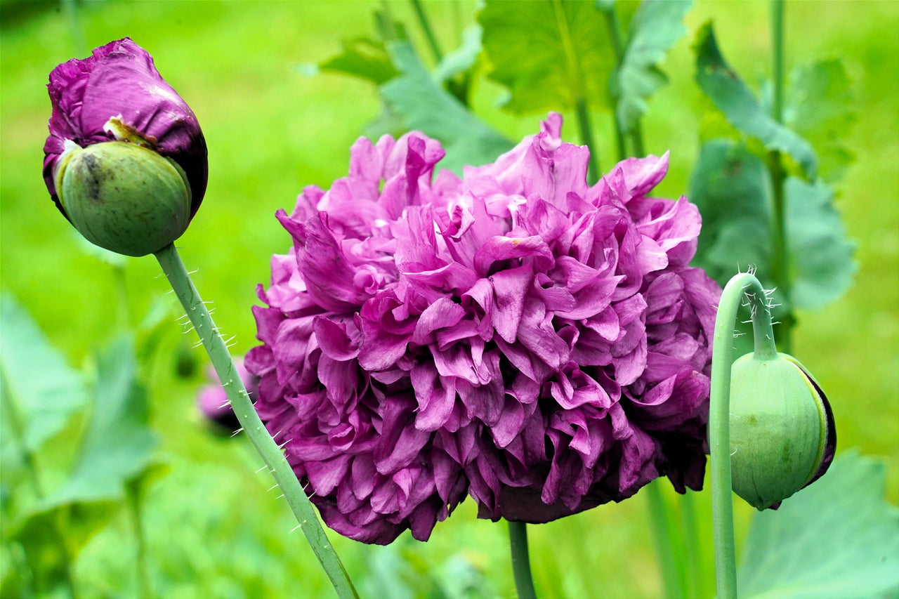250 Organic PEONY POPPY MIX Papaver Paeoniflorum Mixed Colors Red, White, Pink, Black, Purple, Salmon, Bronze, Lilac, & Bicolor Flower Seeds
