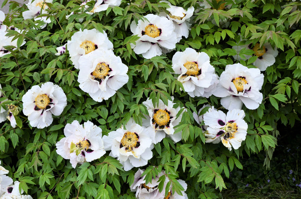 10 TREE PEONY Mountain Paeony Paeonia Suffruticosa Arborea Mixed Colors Red Pink White Purple Yellow Bicolor Flower Shrub Seeds