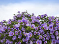 25 Purple ROSE Of SHARON HIBISCUS Syriacus Flower Tree Bush Seeds