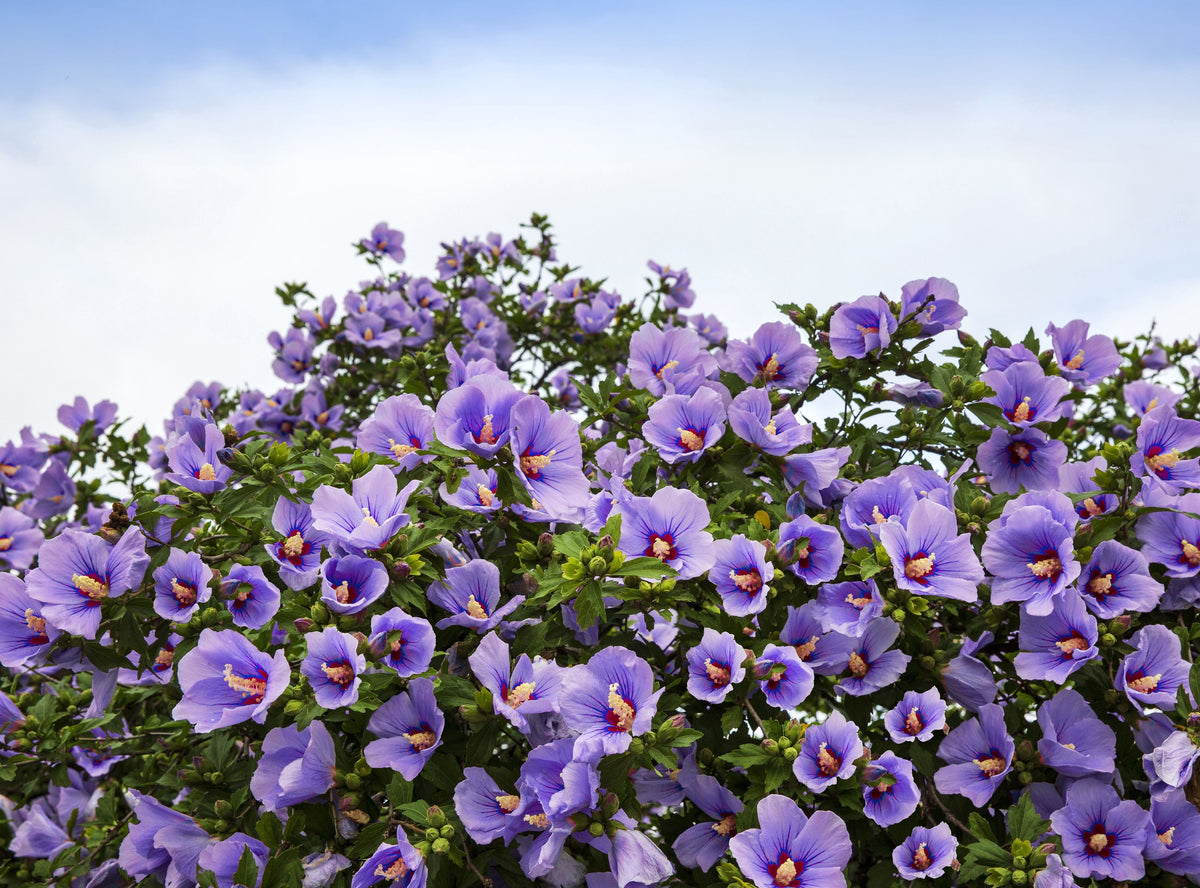 25 Purple ROSE Of SHARON HIBISCUS Syriacus Flower Tree Bush Seeds