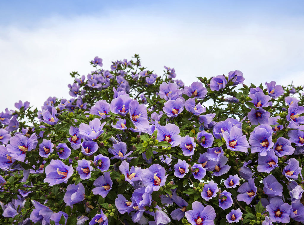 1000 BULK Mixed Colors ROSE Of SHARON HIBISCUS Syriacus Flower Tree Shrub Seeds