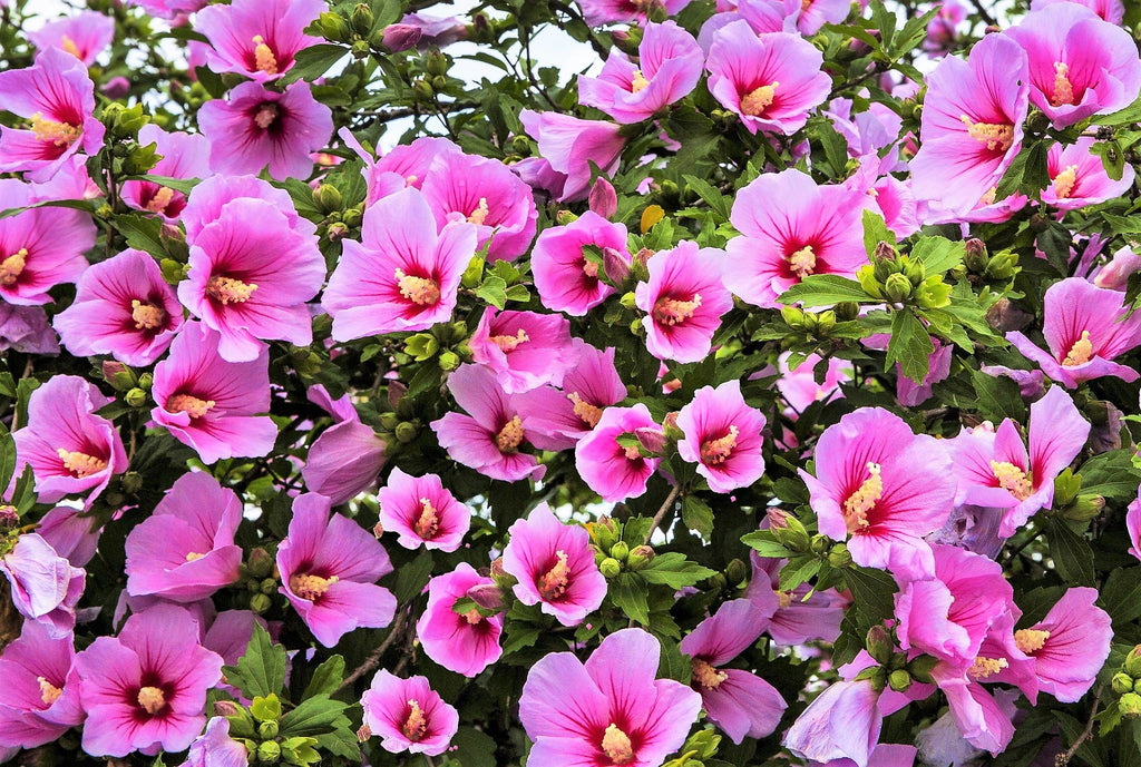 25 Dark Pink ROSE Of SHARON HIBISCUS Syriacus Flower Tree Bush Seeds