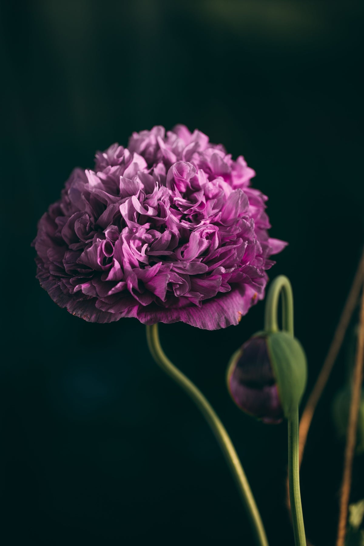 500 LILAC Pompom PEONY POPPY Papaver Laciniatum Purple Pompon Flower Seeds