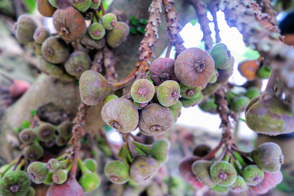 30 COMMON Edible FIG TREE Ficus Carica Purple Brown Skin Pink Flesh Fruit Seeds