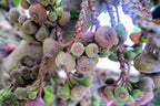 30 COMMON Edible FIG TREE Ficus Carica Purple Brown Skin Pink Flesh Fruit Seeds