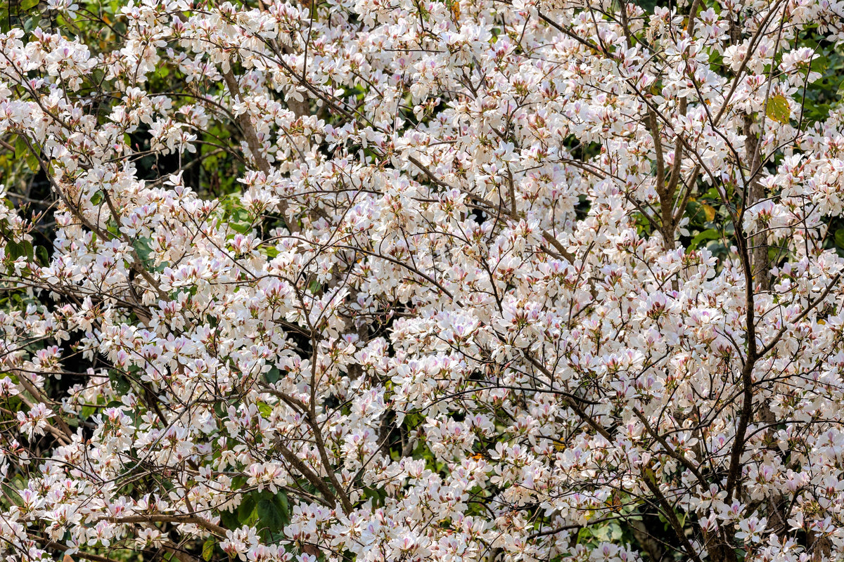 10 WHITE ORCHID TREE Bauhinia Alba syn Variegata Candida Hawaiian Mountain Ebony Camel's Foot Butterfly Flower Tree Hummingbird Seed