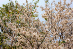 10 WHITE ORCHID TREE Bauhinia Alba syn Variegata Candida Hawaiian Mountain Ebony Camel's Foot Butterfly Flower Tree Hummingbird Seed