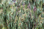 30 Kashmir WEEPING CYPRESS TREE Cupressus Cashmeriana Blue Evergreen Seeds