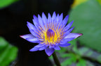 10 BLUE WATER LILY / Lily Pad / Asian Water Lotus / Sacred Egyptian Lotus Nymphaea Caerulea Flower Seeds