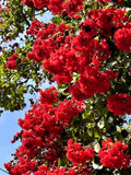 35 RED CREPE MYRTLE Lagerstroemia Indica Flowering Shrub Bush Small Tree Seeds