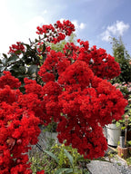 1000 Bulk CREPE MYRTLE Mixed Colors Lagerstroemia Indica Mix Tree Shrub Flower Seeds - Red, Purple, Light Pink, Dark Pink, White, & Lilac