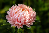 30 MIXED PAEONY ASTER Callistephus Peony Red Pink White Blue Purple Yellow Coral Apricot French Flower Seeds