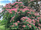 25 MIMOSA / Persian SILK TREE Albizia Julibrissin Seeds
