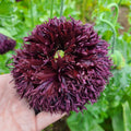 250 BLACK Swan PEONY POPPY Papaver Somniferum Dark Burgundy Double Flower Seeds