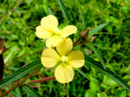 1000 Yellow SEEDBOX (Bushy Water Primrose / Rattlebox / False Loosestrife) Ludwigia Alternifolia Flower Seeds