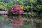 35 Dark PINK CREPE MYRTLE Lagerstroemia Indica Flowering Shrub Bush Small Tree Seeds