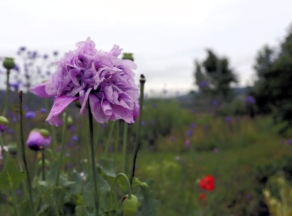 500 LILAC Pompom PEONY POPPY Papaver Laciniatum Purple Pompon Flower Seeds