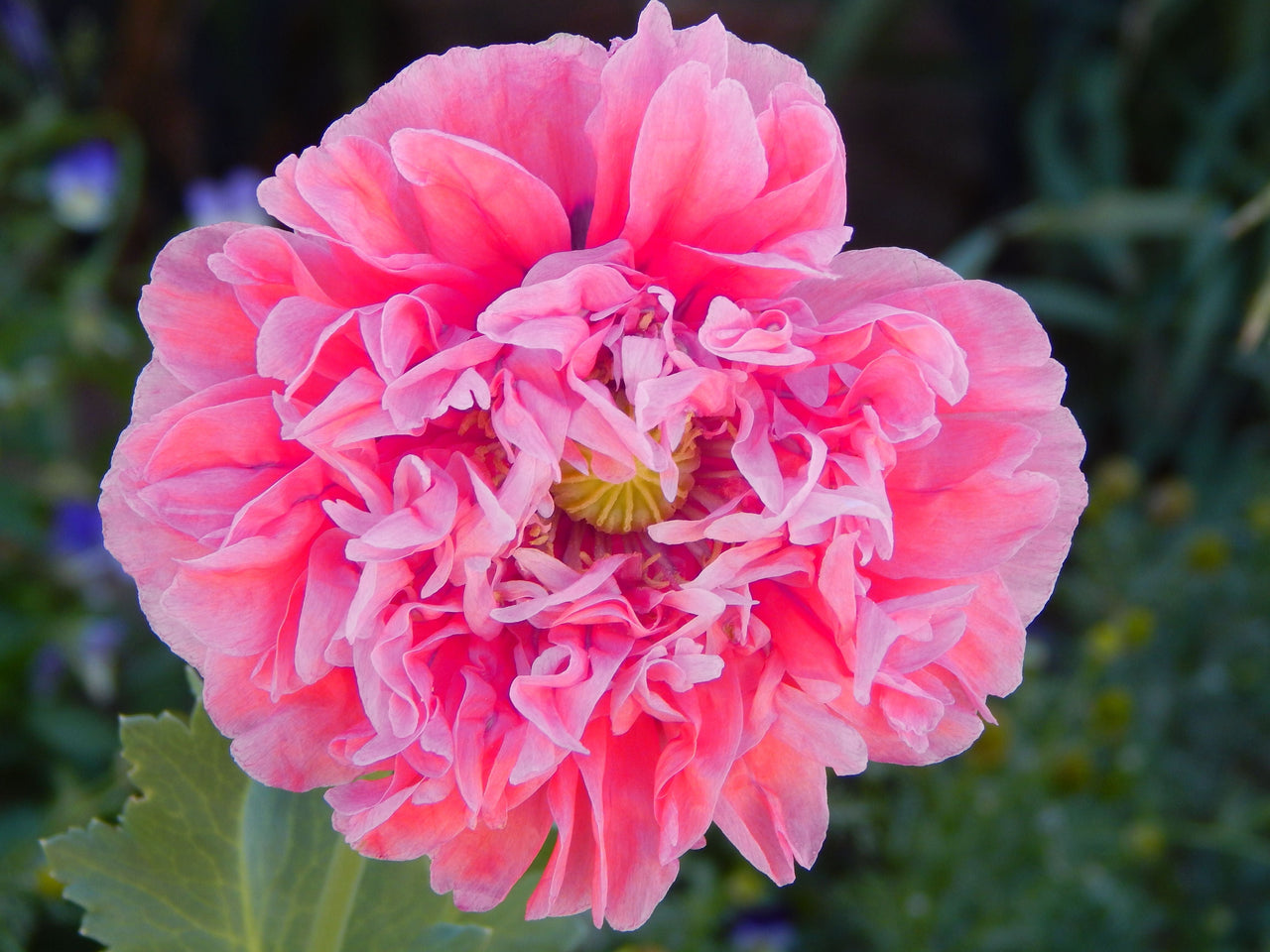 Bombastic Flower 250 Bombast ROSE PEONY POPPY Papaver Peoniflorum Flower Seeds – The ...